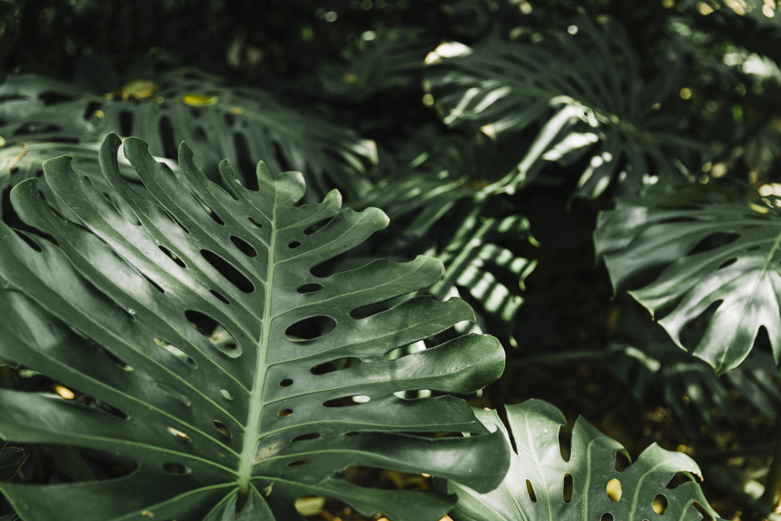 fresh monstera leaves